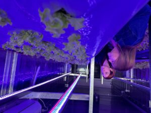 Brote Austral: Destacan innovadores invernaderos que permiten extender el periodo de producción de hortalizas en Magallanes