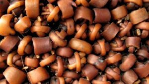 Programa Semilla Inicia apoya proyecto de elaboración de productos gourmet derivados del cochayuyo