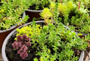 Primera plataforma Marketplace de plantas fue apoyada con programa Semilla Inicia de Corfo