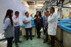 Lanzan innovador programa tecnológico acuícola para revitalizar el cultivo de Ostra Japonesa en Chile