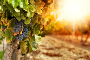 Startups Tecnológicas y Proveedores del Vino serán convocados en Seminario Internacional Wine Innova Tech 2024