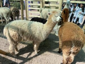 Arica y Parinacota: Buscarán replicar sistema de faenamiento a baja escala para la ganadería camélida